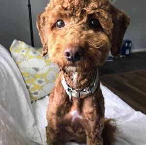 Meet your Posher, Brian